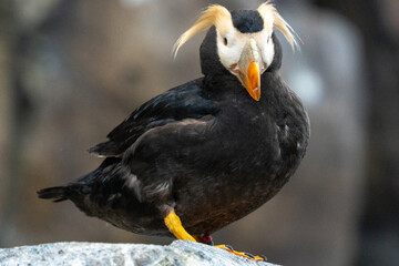 Puffed Up Atlantic Puffin with Distinctive Beak and Plumage