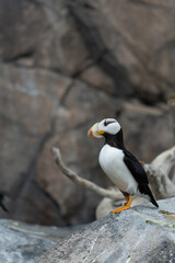 Puffin Perched on Rocks in Coastal Environment