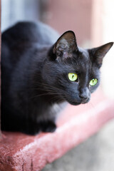 Black cat with shiny fur