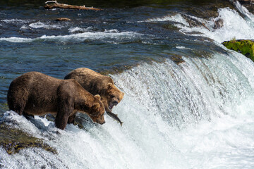 Brown bear catching salmon in rushing river rapids