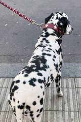 Dalmation crossing road