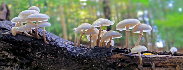 Buchen-Schleimrüblinge - porcelain fungi - Oudemansiella mucida