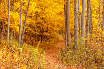 Fototapeta premium A hiking trail of gold in late October within Pike Lake Unit, Kettle Moraine State Forest, Hartford, Wisconsin