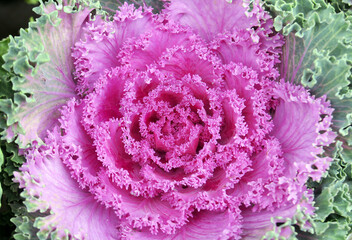 Zierkohl - Brassica oleracea - decorative cabbage