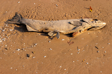 A dead salmon, decaying on the beach at Harrington Beach State Park, Belgium, Wisconsin, from Lake Michigain in late October