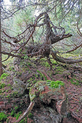 Torholz im Bergwald - deadwood in a mountain forest