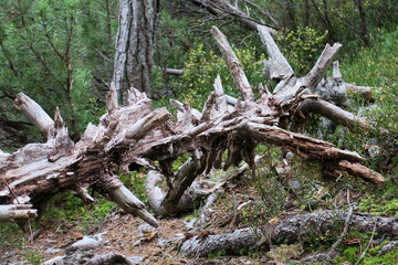 Torholz im Bergwald - deadwood in a mountain forest