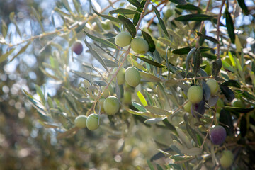 Green olive tree in nature