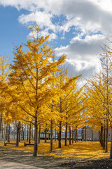 Naklejka premium Autumn Pier with Yellow-Leaved Trees and cloudy blue sky - vertical