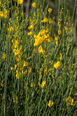 Wild flower, scientific name; Spartium junceum