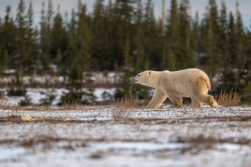 Polar bear walking through snow covered field