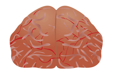 Human brain front. vector illustration