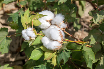 Cotton fields ready for harvesting, agriculture