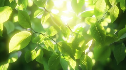 Sunlight filters through vibrant green leaves, creating a serene and refreshing atmosphere in nature.