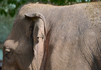Head of an adult gray elephant outdoors