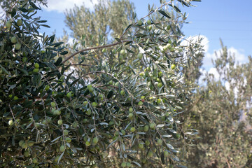 Fresh green olives on the olive tree