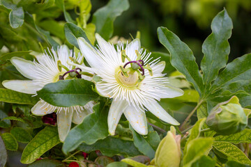 Ivy plant genus. Scientific name; Passiflora caerulea Constance Elliot