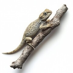 Fototapeta premium Reptile climbing on branch against white background in high detail