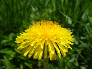 Yellow flower of Common dandelion, Taraxacum officinale on background of green grasses - close-up. Topics: beauty of nature, blooming, natural medicine, natural remedy, edible flower, flora, season