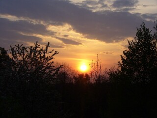 Colorful orange and yellow sky with clouds and sun during sunset over dark branches trees with spring shoots and leaves. Topics: weather, vegetation, meteorology, natural environment, season
