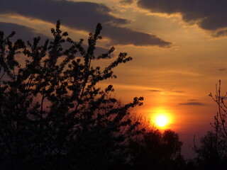 Colorful orange and yellow sky with clouds and sun during sunset over dark branches trees with spring shoots and leaves. Topics: weather, vegetation, meteorology, natural environment, season