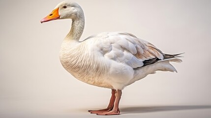 Obraz premium Isolated goose with detailed feathers and natural colors perfect for wildlife themed designs