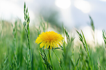 Yellow dandelion flower in green grass on a summer day