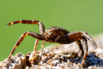 Xysticus spec.