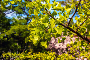 Ginkgo Biloba tree branch. Green leaves, selective focus.