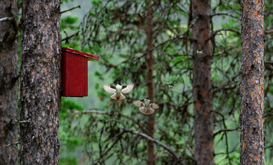Inbound flycatcher