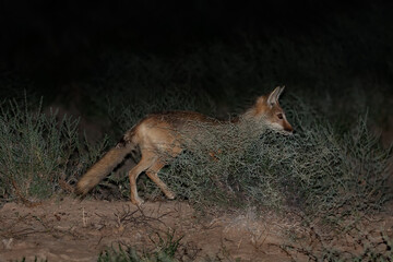 Female of Corsac fox (Vulpes corsac) searching for a food after sunset in the natural desert habitats; Kazakhstan