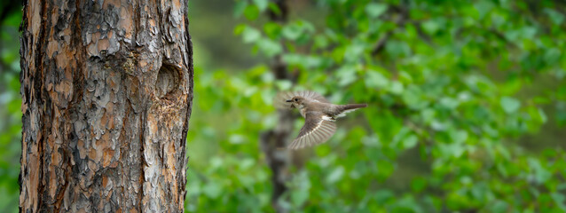 Mid Air