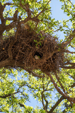 Gran nido de pericos encima de arbol en Jardin 