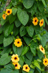 Thunbergia alata ,Black-eyed Susan vine, an herbaceous perennial climbing plant species in the Acanthaceae family