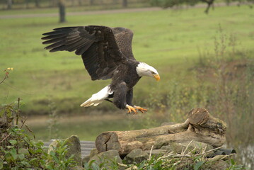 Majestic American Bald Eagle Portrait in the Wild