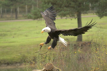 Majestic American Bald Eagle Portrait in the Wild