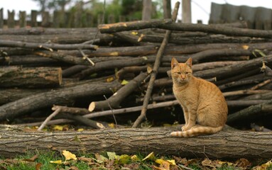 The image depicts a ginger cat perched gracefully on a log amidst a backdrop of stacked firewood....