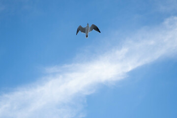 seagull in flight