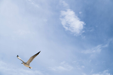 Seagull in Flight