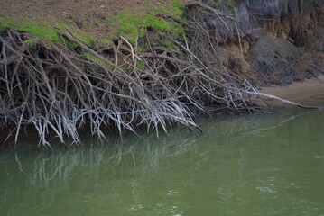 Entwined Beauty: Tree Roots Stretching Toward a Serene Green Lake
