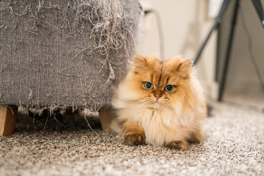 Fluffy Persian cat sitting beside a scratched sofa on carpet, looking alert