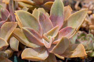 Ghost plant (Graptopetalum Paraguayense) with pink reflection