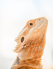 Closeup of bearded dragon head against a soft background