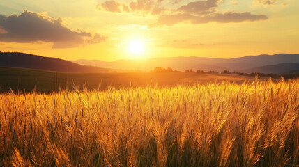 Obraz premium Wheat field