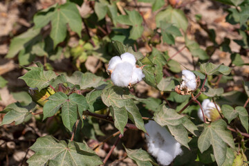 Cotton fields ready for harvesting, agriculture