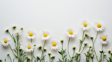 Obraz premium daisy flowers on white background at the bottom of the picture with space for text, detailed photography