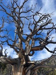 tree in the sky
