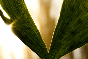 Hoja planta iluminación