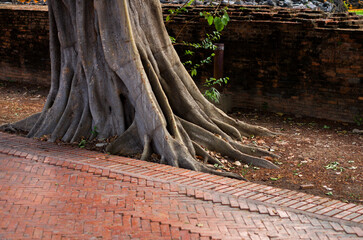 タイのアユタヤ