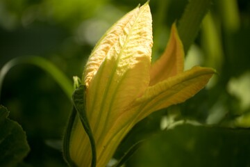 Pumpkin flower blossom close up